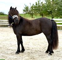 6-jährige Shetlandpony Stute im XXL Mass