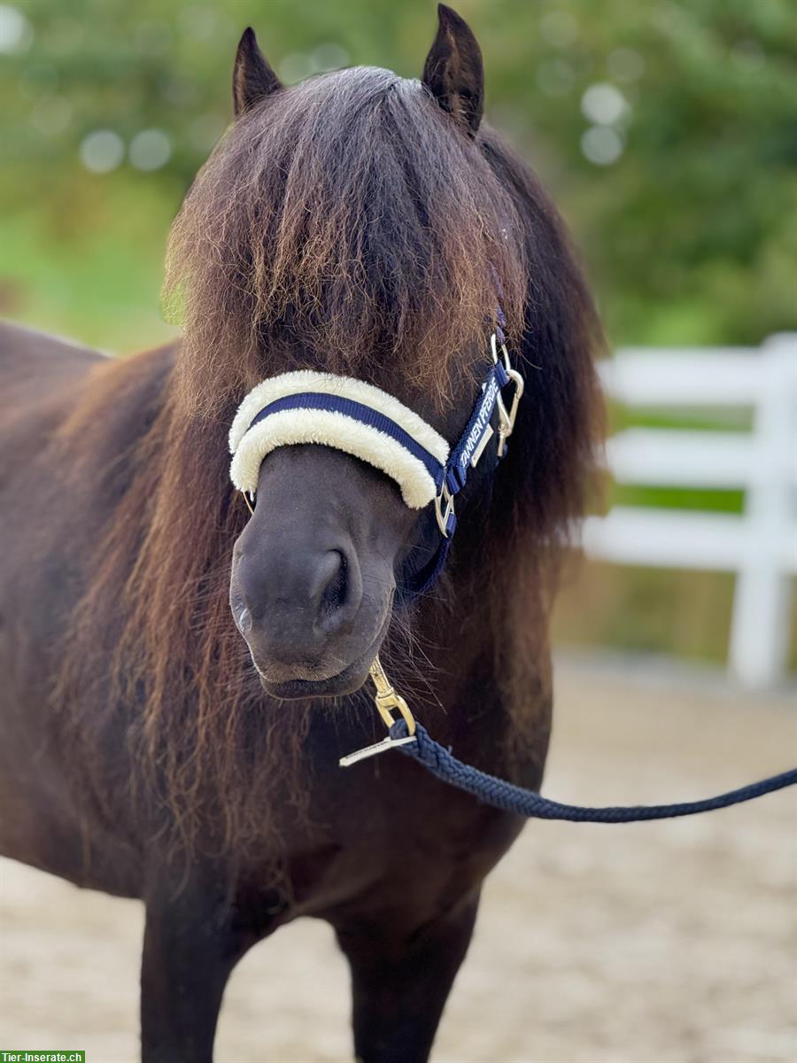 Bild 2: 6-jährige Shetlandpony Stute im XXL Mass