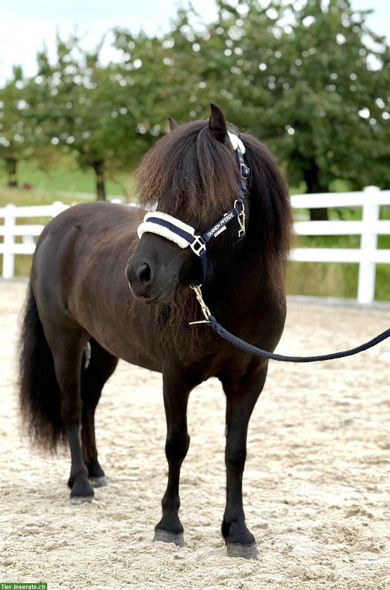 Bild 3: 6-jährige Shetlandpony Stute im XXL Mass