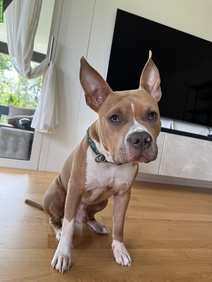 Verspielter AmStaff Rüde (8 Monate) sucht liebes Zuhause