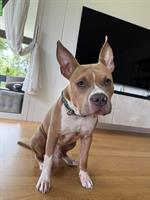 Verspielter AmStaff Rüde (8 Monate) sucht liebes Zuhause