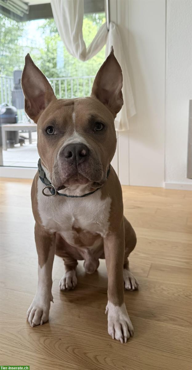 Bild 2: Verspielter AmStaff Rüde (8 Monate) sucht liebes Zuhause