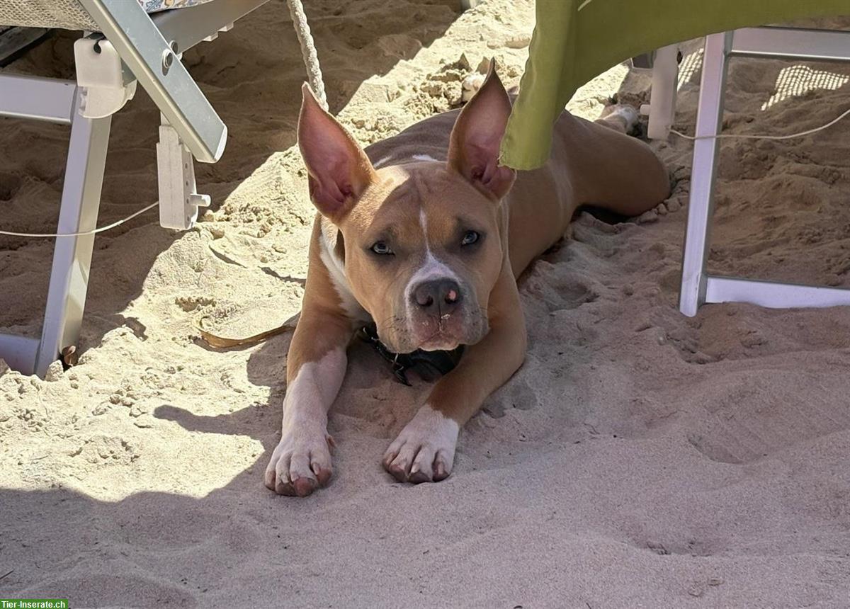 Bild 4: Verspielter AmStaff Rüde (8 Monate) sucht liebes Zuhause