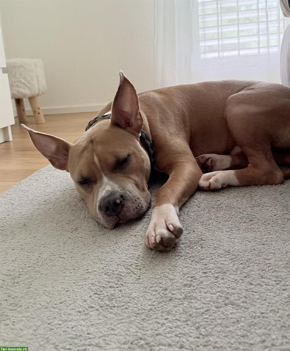 Bild 5: Verspielter AmStaff Rüde (8 Monate) sucht liebes Zuhause