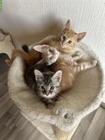 3 Maine Coon Mix Kitten abzugeben