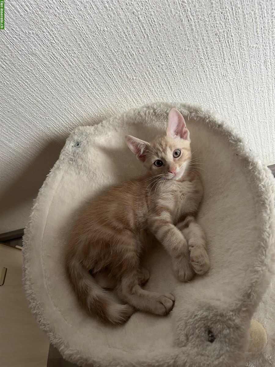 Bild 2: 3 Maine Coon Mix Kitten abzugeben