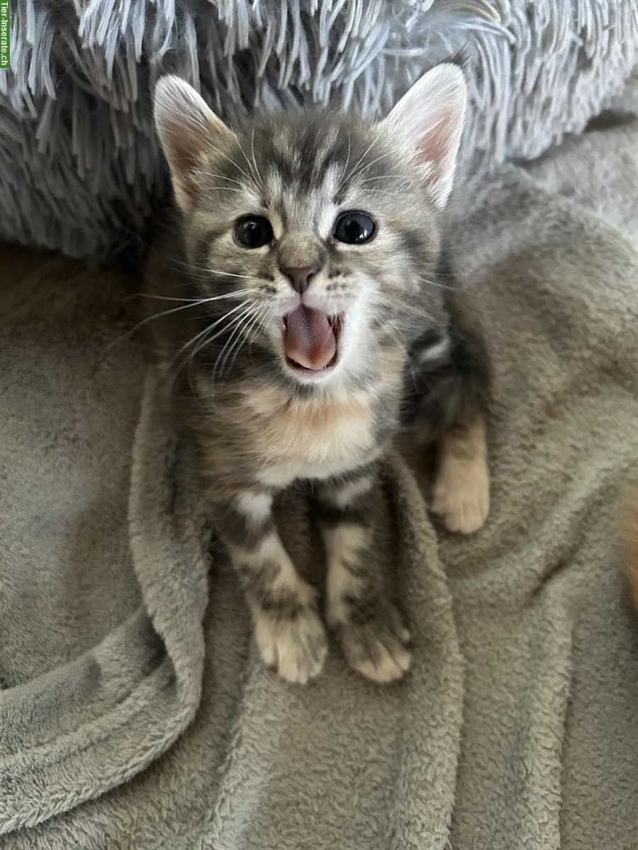 Bild 3: 3 Maine Coon Mix Kitten abzugeben