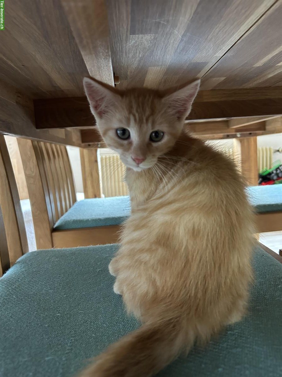 Bild 4: 3 Maine Coon Mix Kitten abzugeben