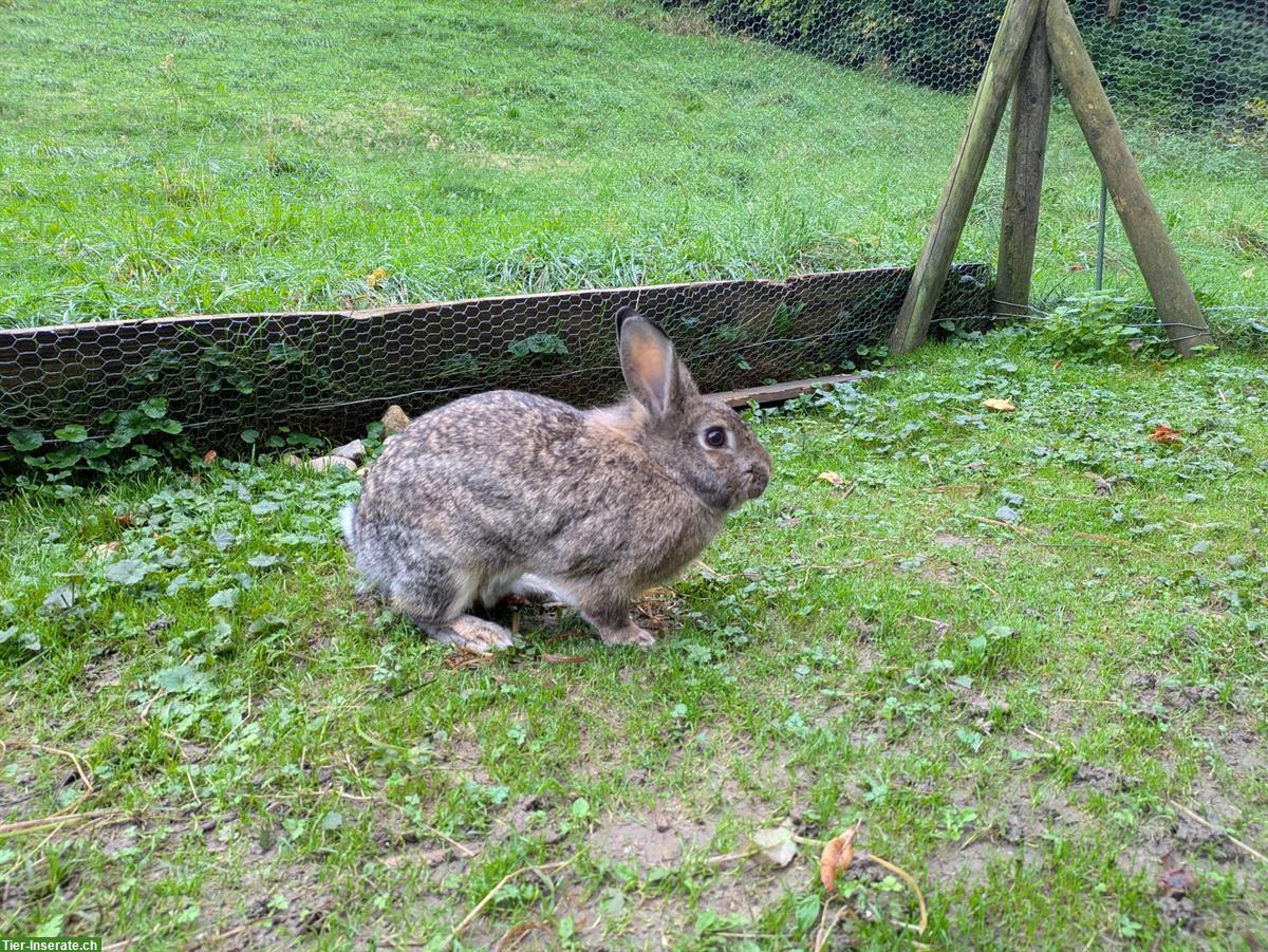 Bild 4: Zwergkaninchen Mädels suchen noch einen Platz