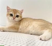BKH Kitten, 4 Monate alt, reinrassig, deutsche Papiere