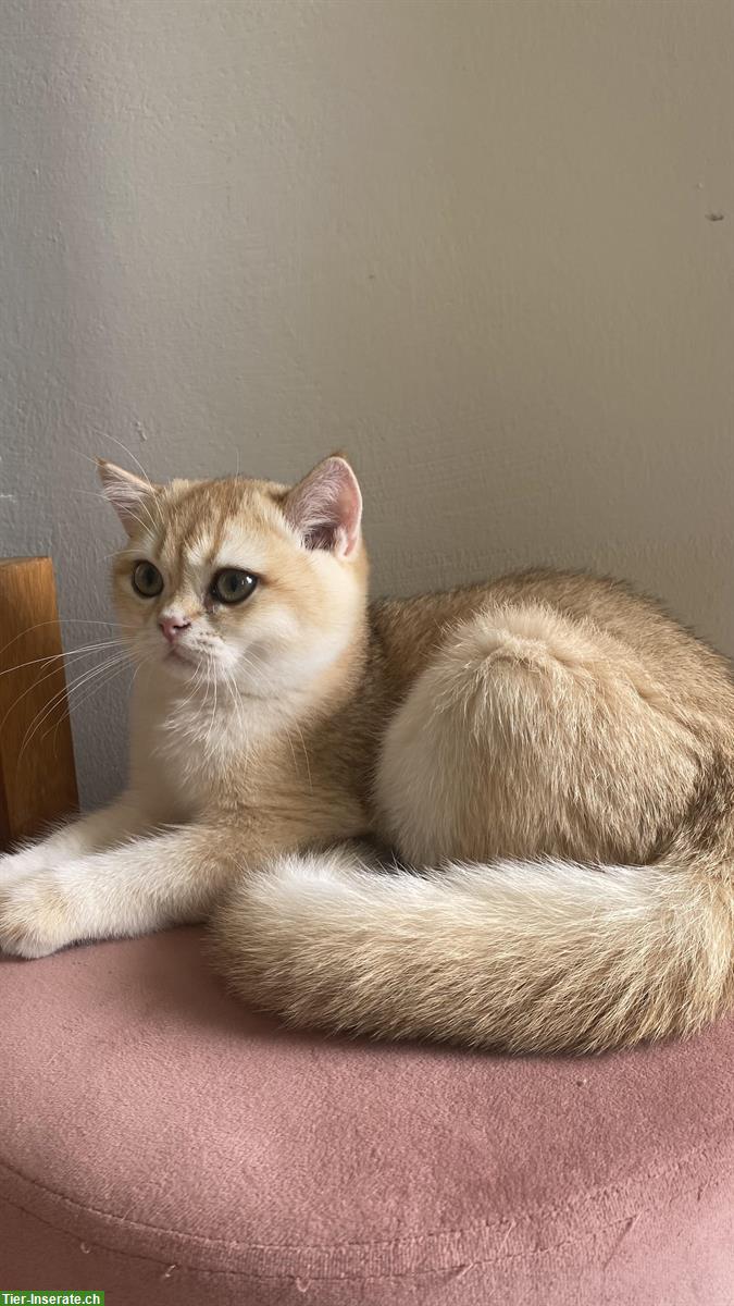 Bild 2: BKH Kitten, 4 Monate alt, reinrassig, deutsche Papiere