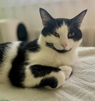 Mico, ein kastrierter Kater sucht ein neues Zuhause