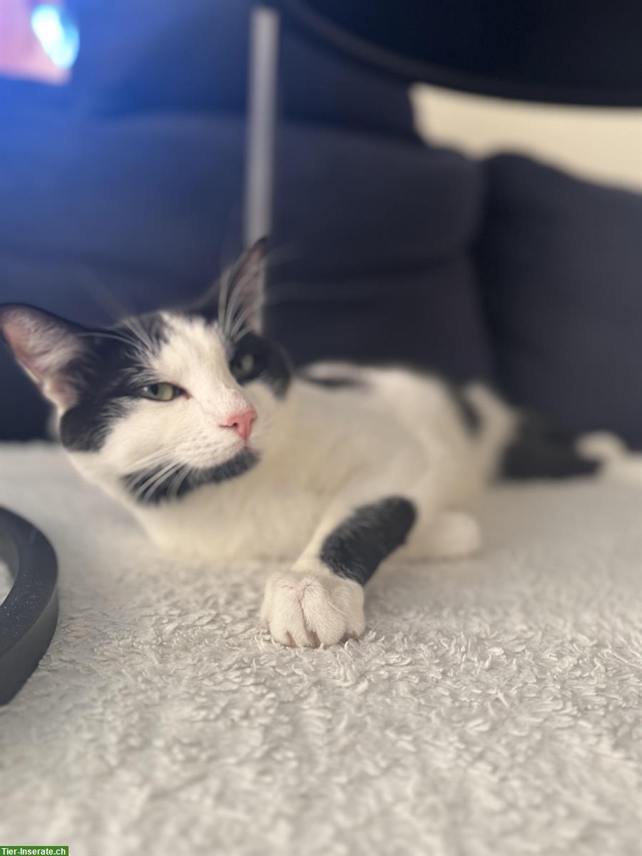Bild 2: Mico, ein kastrierter Kater sucht ein neues Zuhause