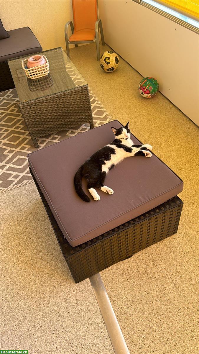 Bild 3: Mico, ein kastrierter Kater sucht ein neues Zuhause