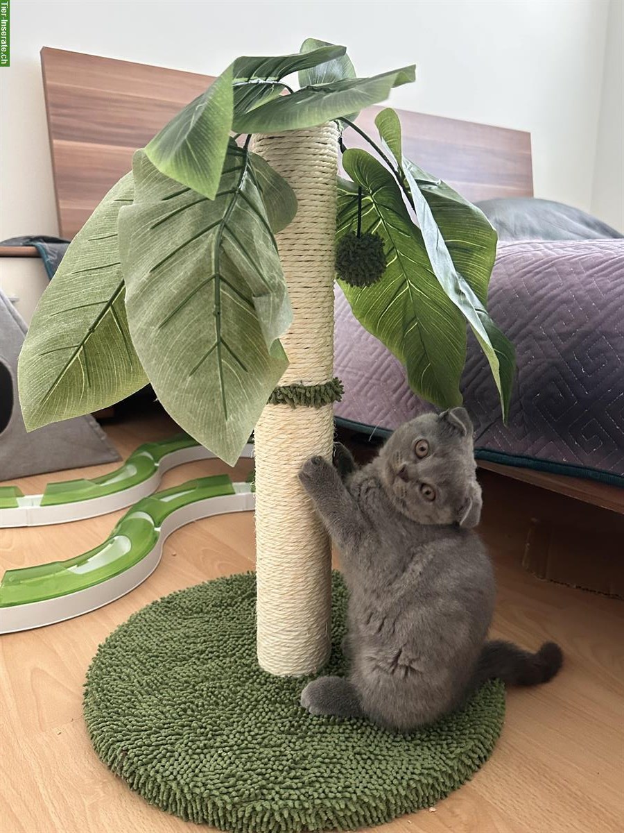 2 süsse Katzenbabys zu verkaufen