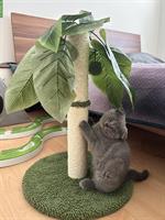 2 süsse Katzenbabys zu verkaufen