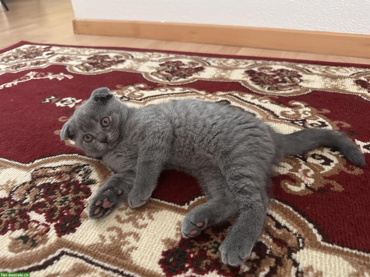 Bild 2: 2 süsse Katzenbabys zu verkaufen