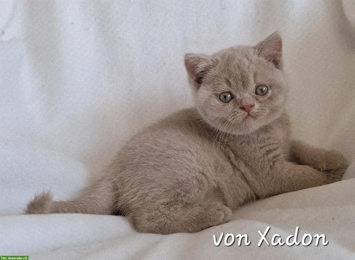 Reinrassige BKH Kitten in fawn mit Stammbaum