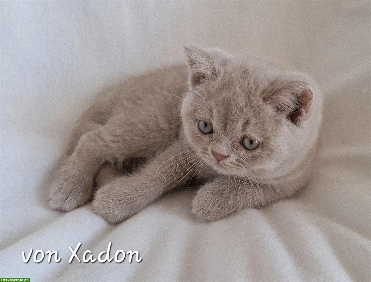 Bild 10: Reinrassige BKH Kitten in fawn mit Stammbaum