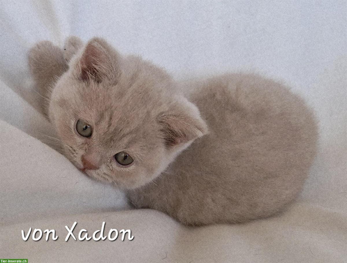 Bild 3: Reinrassige BKH Kitten in fawn mit Stammbaum
