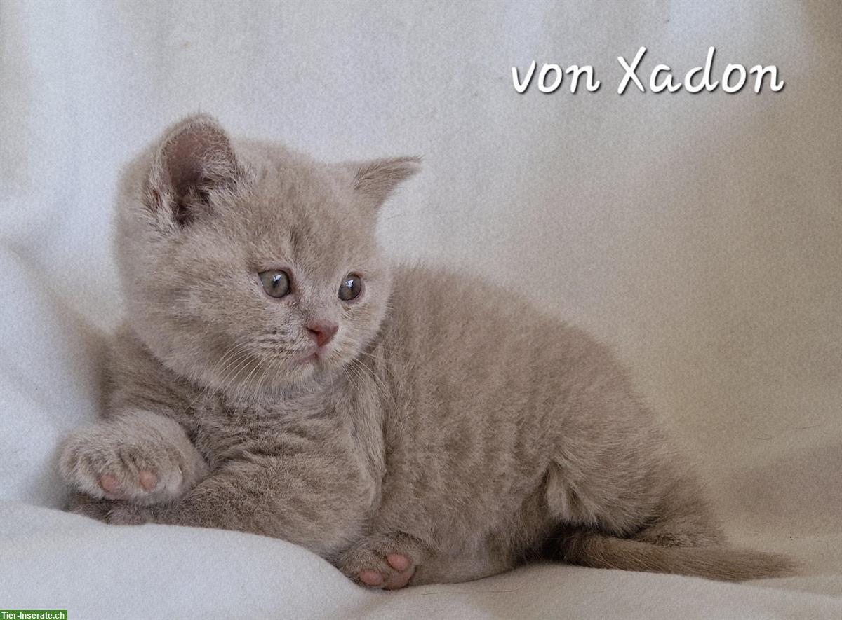 Bild 5: Reinrassige BKH Kitten in fawn mit Stammbaum