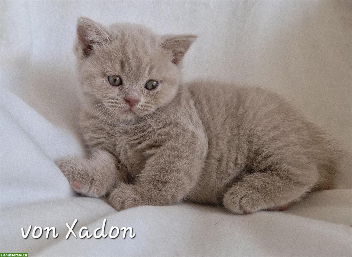 Bild 6: Reinrassige BKH Kitten in fawn mit Stammbaum