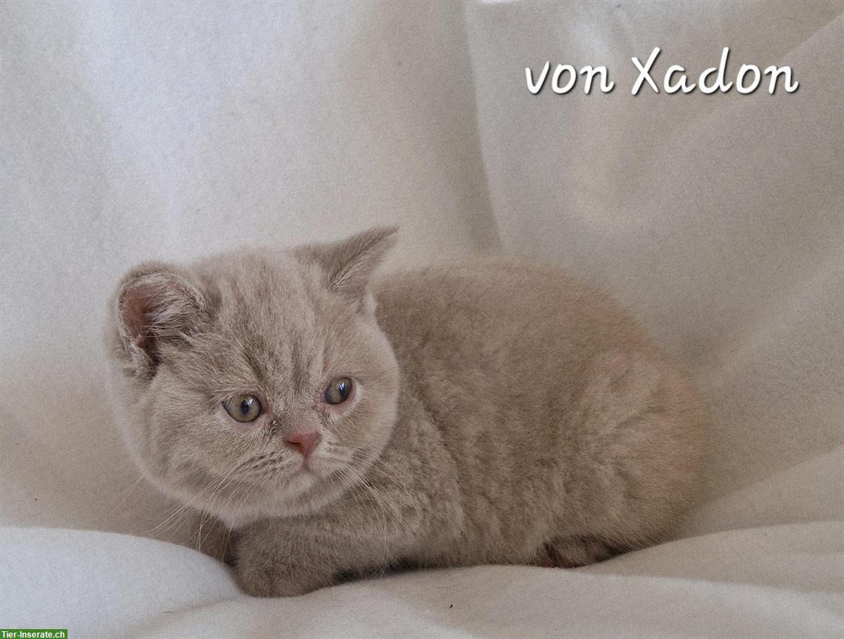 Bild 7: Reinrassige BKH Kitten in fawn mit Stammbaum