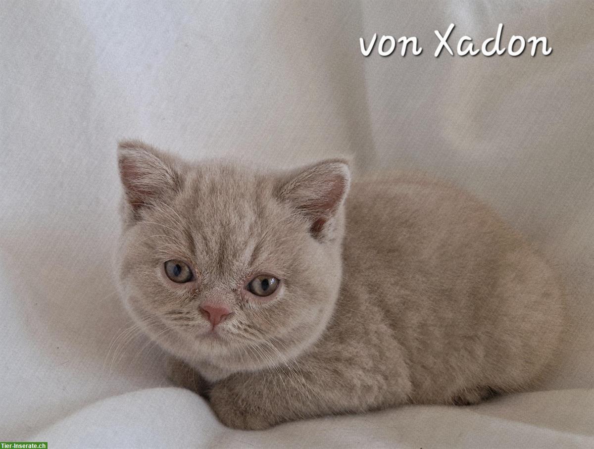 Bild 8: Reinrassige BKH Kitten in fawn mit Stammbaum