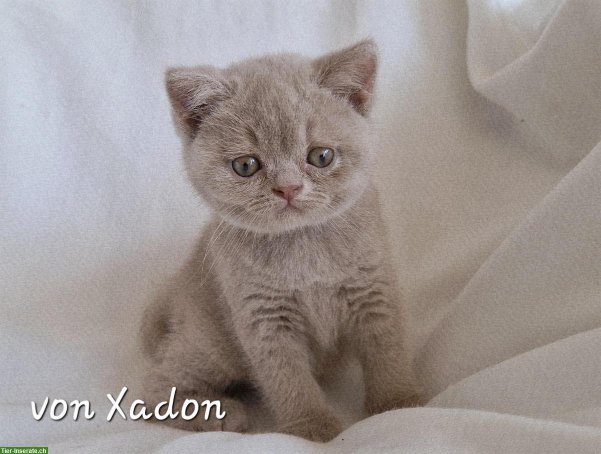 Bild 9: Reinrassige BKH Kitten in fawn mit Stammbaum