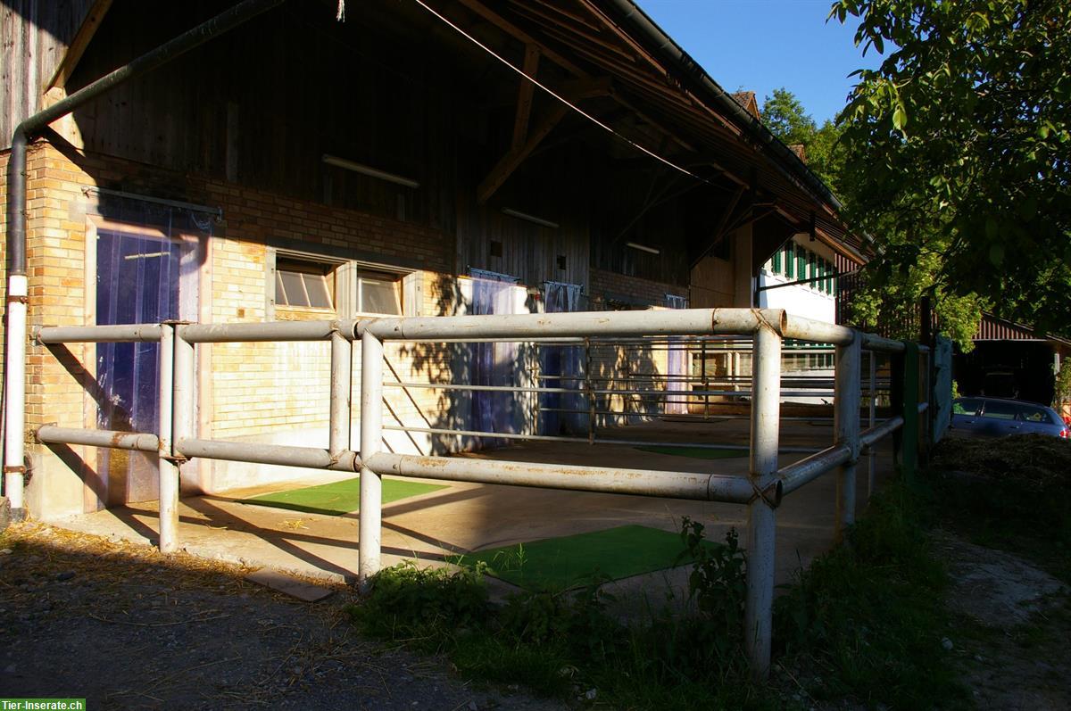 Helle und grosse Einzelauslaufbox zu vermieten in Embrach