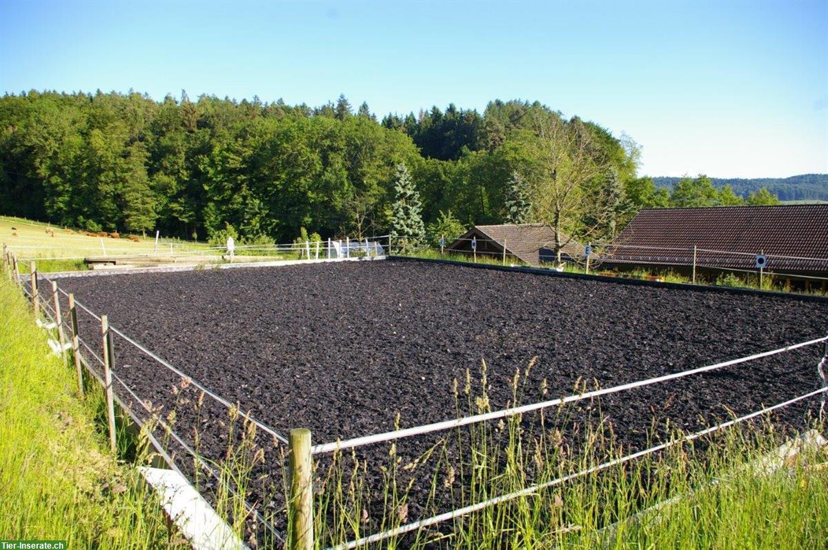Bild 2: Helle und grosse Einzelauslaufbox zu vermieten in Embrach