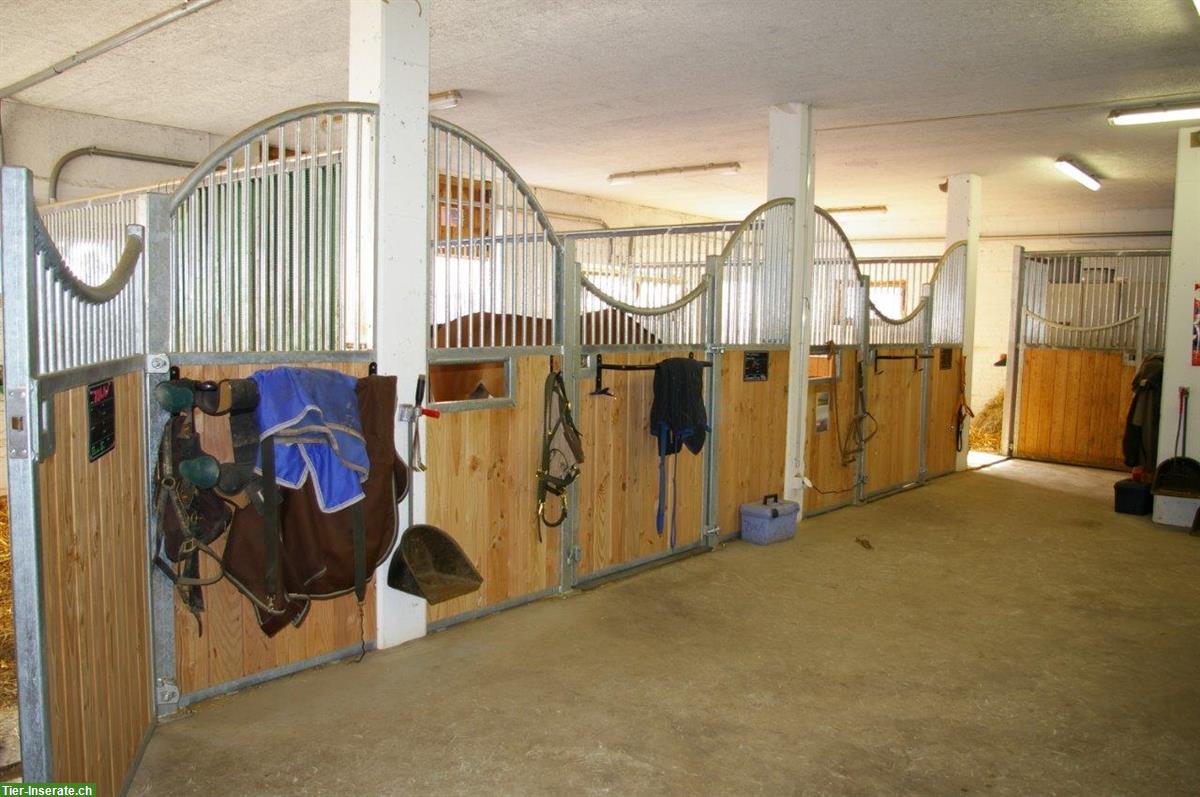 Bild 3: Helle und grosse Einzelauslaufbox zu vermieten in Embrach