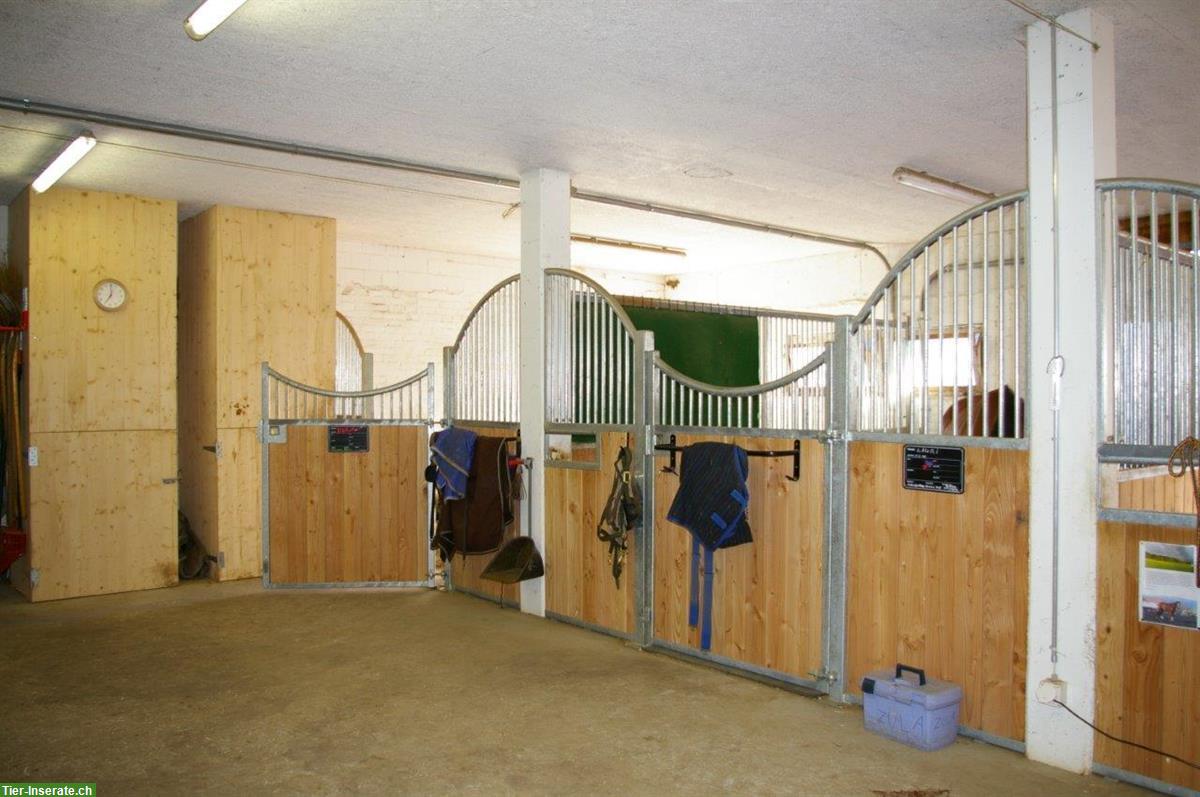Bild 4: Helle und grosse Einzelauslaufbox zu vermieten in Embrach