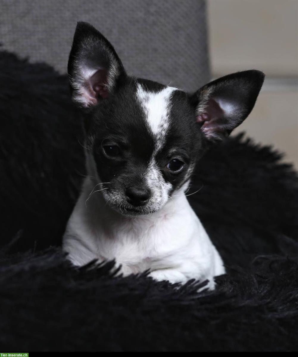 Chihuahua Welpe Bidoo, 5 Monate, Rüde