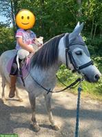 Brave Welsh Pony Stute, 7-jährig