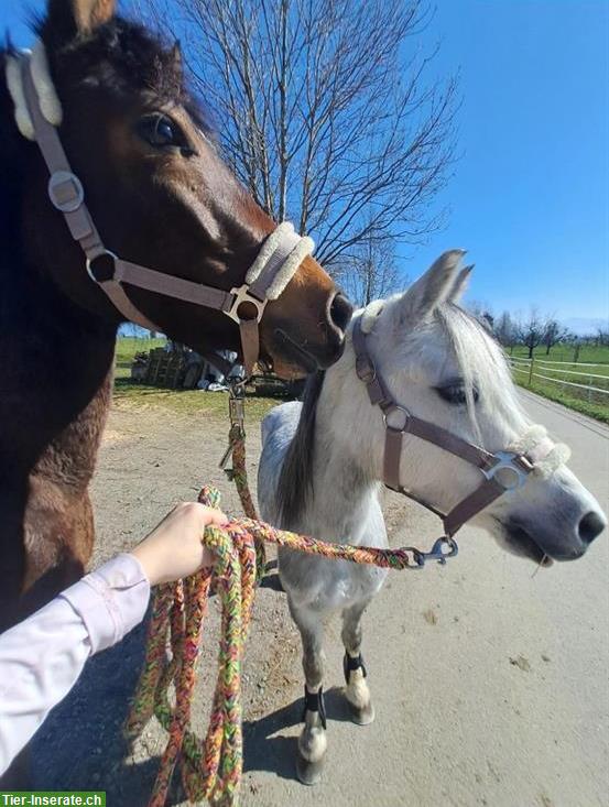 Bild 2: Brave Welsh Pony Stute, 7-jährig