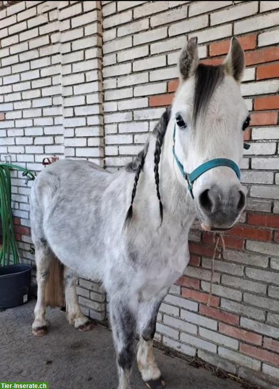 Bild 3: Brave Welsh Pony Stute, 7-jährig
