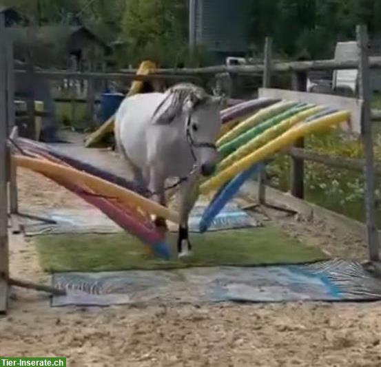 Bild 4: Brave Welsh Pony Stute, 7-jährig