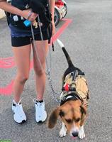 Beagle Junghund, Rüde sucht Familie