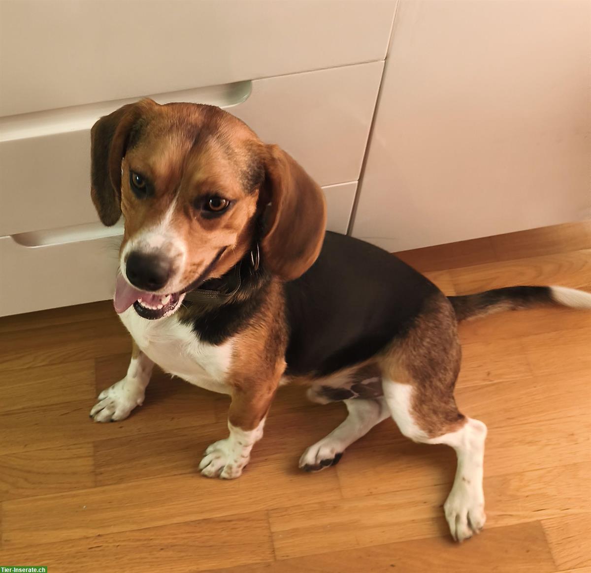 Bild 2: Beagle Junghund, Rüde sucht Familie