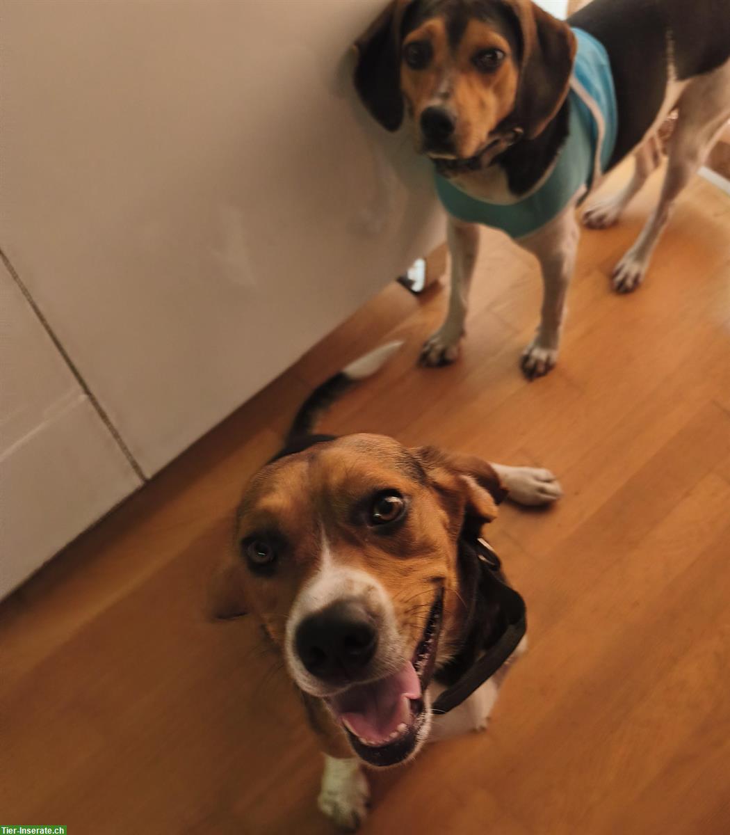 Bild 3: Beagle Junghund, Rüde sucht Familie