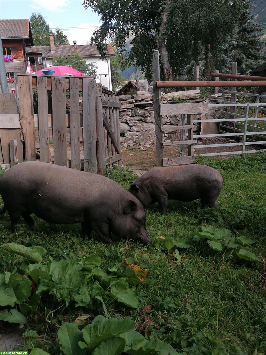 2 Minischweine suchen ein neues Zuhause