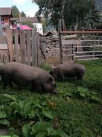 2 Minischweine suchen ein neues Zuhause