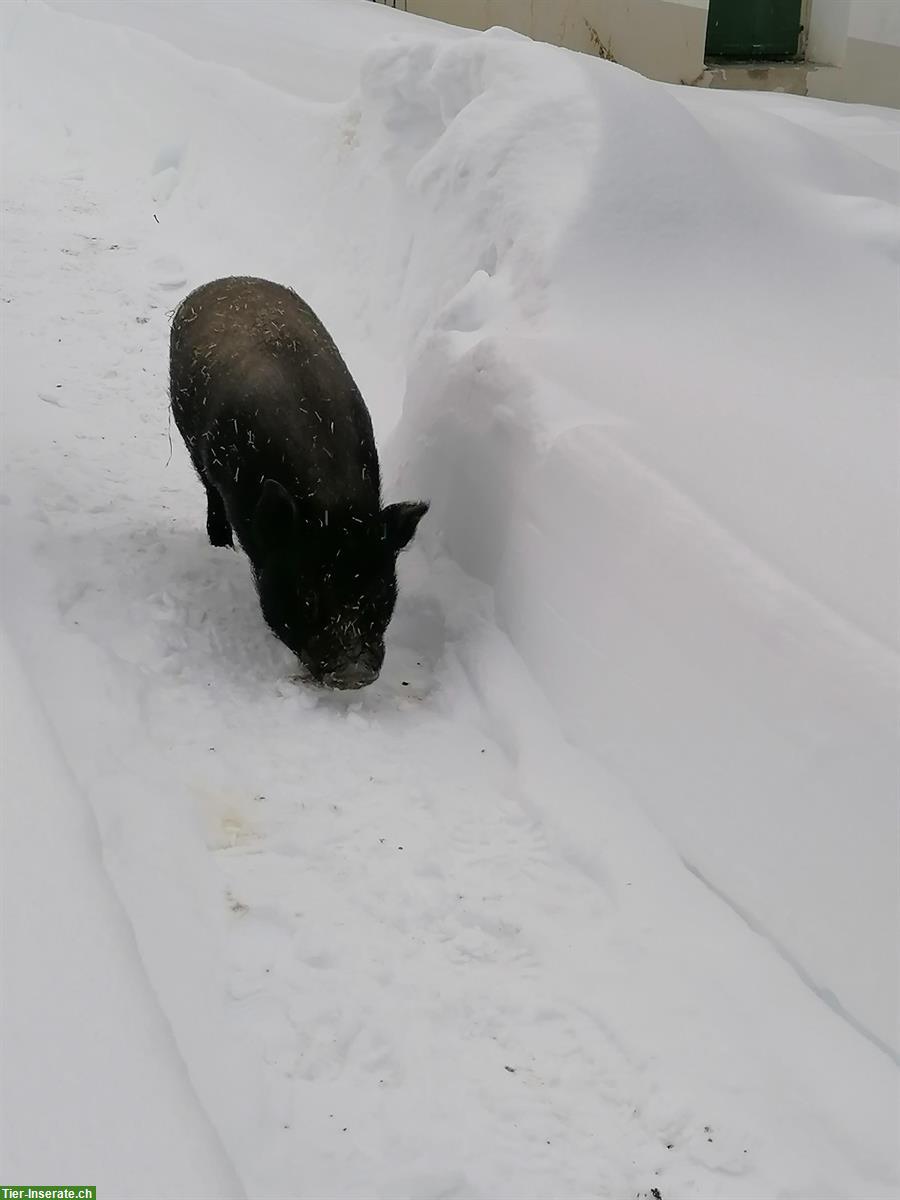 Bild 2: 2 Minischweine suchen ein neues Zuhause
