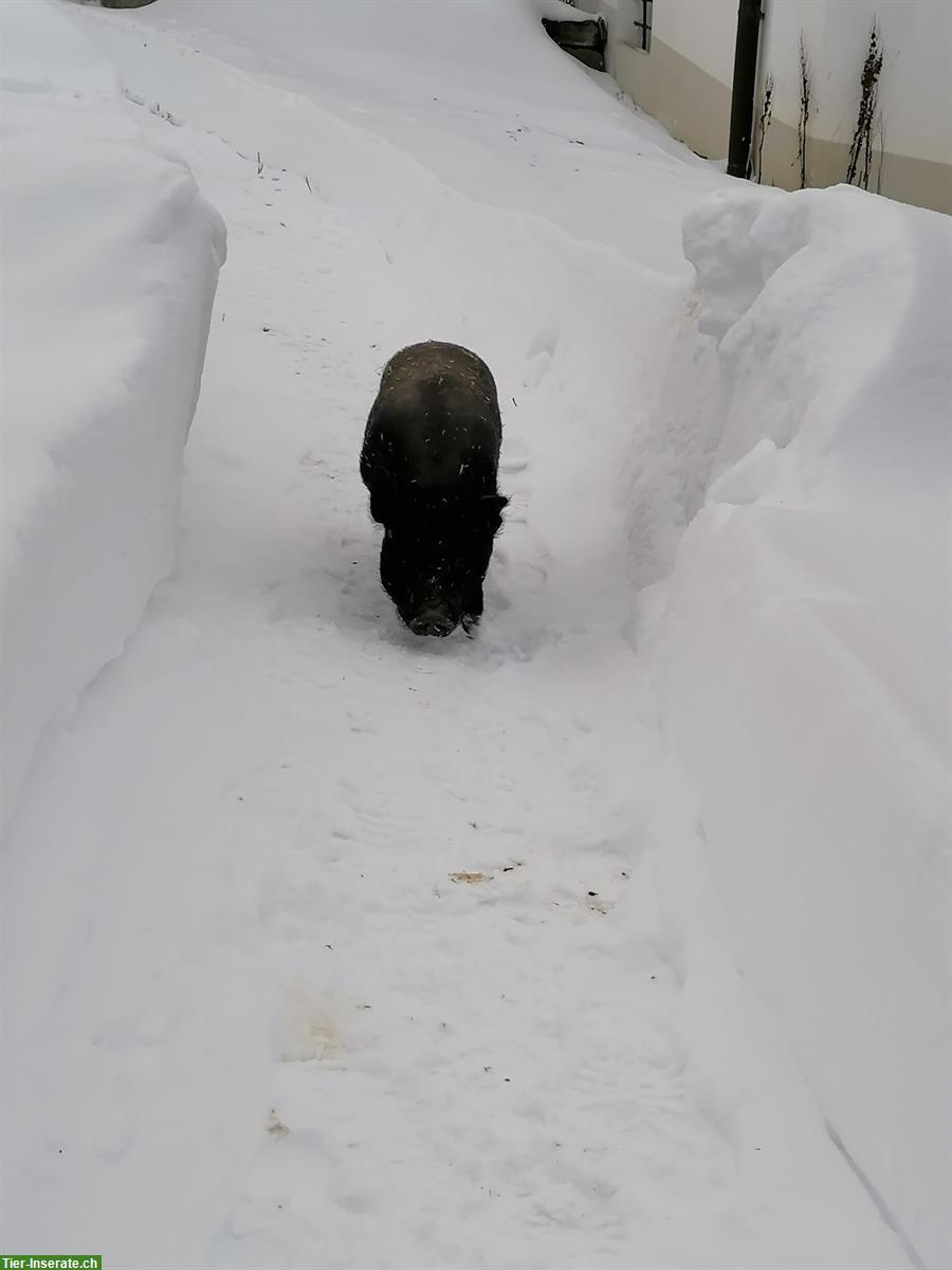 Bild 3: 2 Minischweine suchen ein neues Zuhause