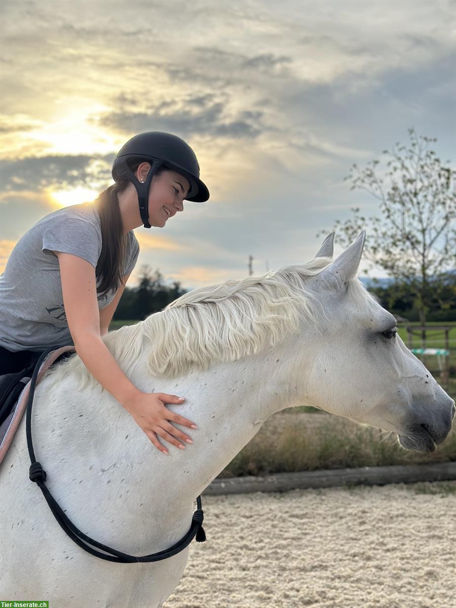Suche Reitbeteiligung für meinen Connemara Pony Wallach 🐴