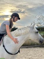 Suche Reitbeteiligung für meinen Connemara Pony Wallach 🐴