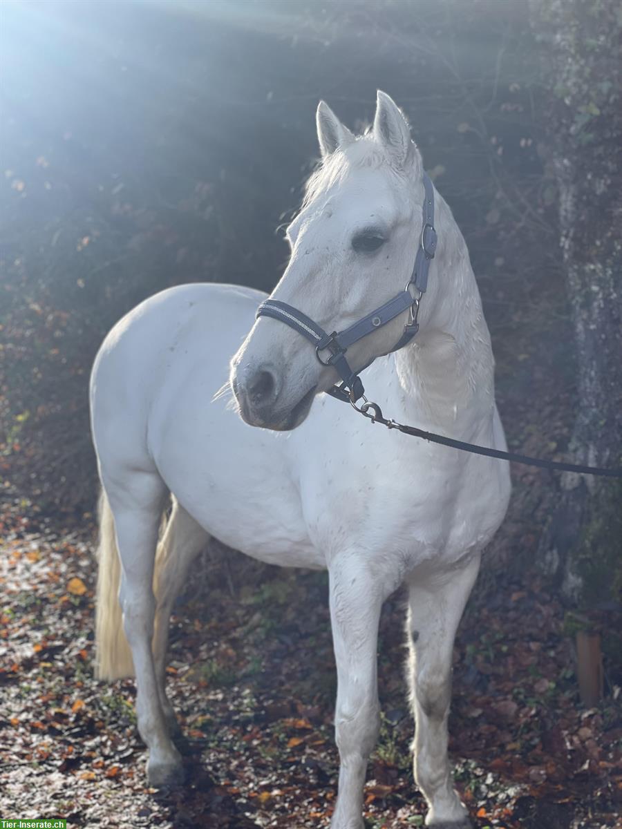 Bild 3: Suche Reitbeteiligung für meinen Connemara Pony Wallach 🐴