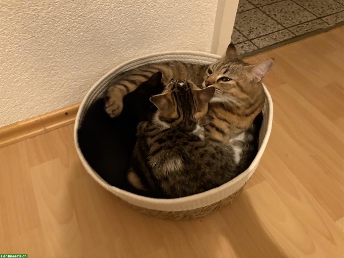 Süsse Babykätzchen suchen ein Zuhause