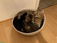 Süsse Babykätzchen suchen ein Zuhause